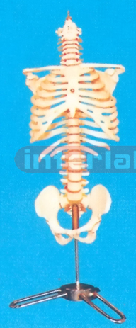 VERTEBRAE COLUMN, INFLEXIBLE SPINE,WITH CERV, VERT, RIB CAGE (OCCIPITAL BONE) AND PELVIS WITH LUXURY DESKTOP STAND